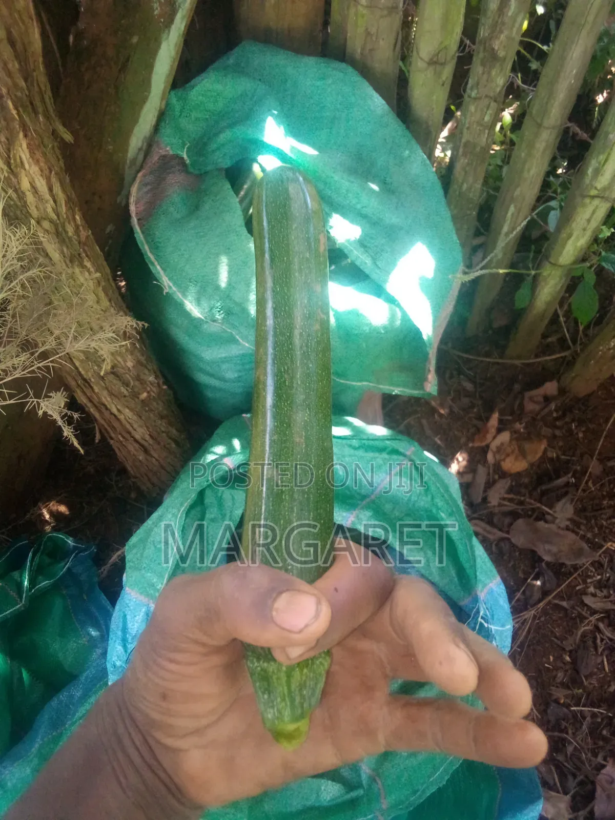Courgette/Zucchini