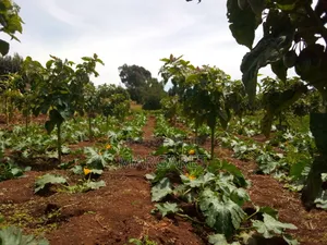 Courgette/Zucchini