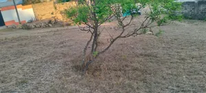 Selling a 50*100 Plot at Maguguni, Thika