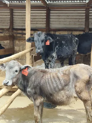 Girolando Calves for Sale – Quality Dairy Genetics