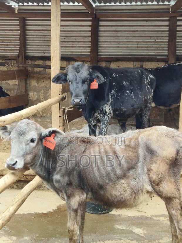 Girolando Calves for Sale – Quality Dairy Genetics