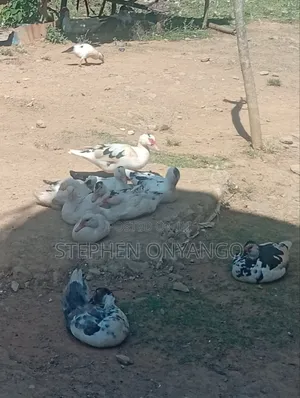 Narragansett Turkeys and Muscovy Ducks