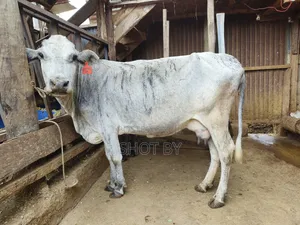 Sahiwal × Gir Cross Cow for Sale | Healthy Well Built | Kenya