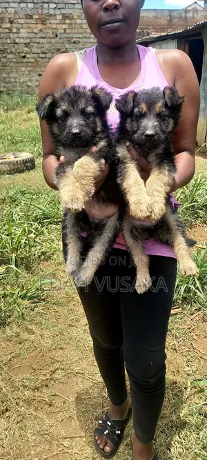 1-3 months Female Purebred German Shepherd