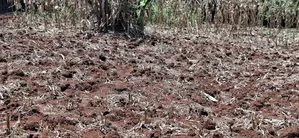 100×100 Residential Plot for Sale – Kikuyu Muguga Thamanda