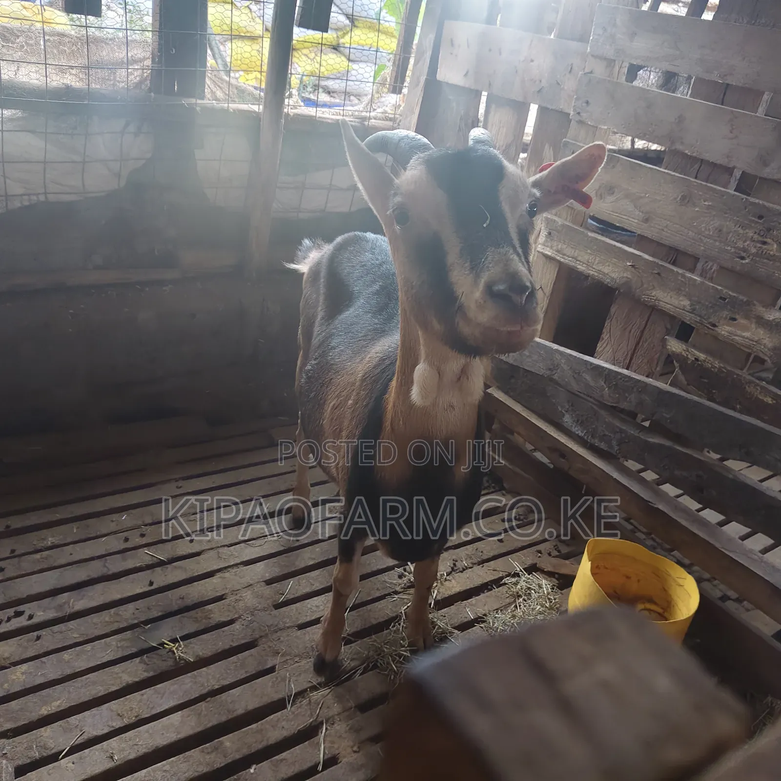 Dairy Goats