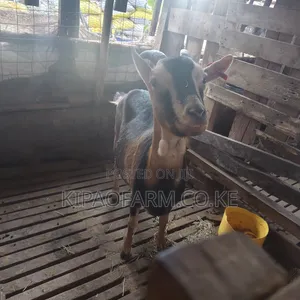 Dairy Goats