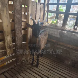 Dairy Goats