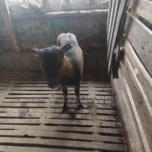 Dairy Goats