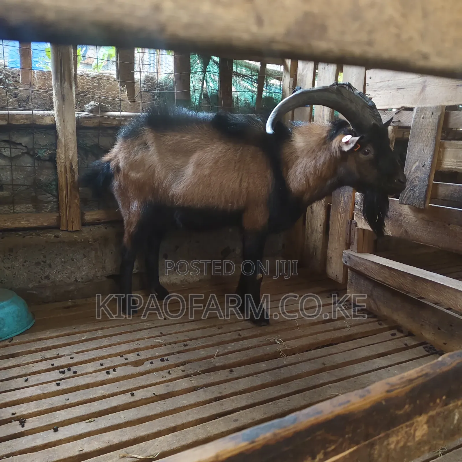 Dairy Goats