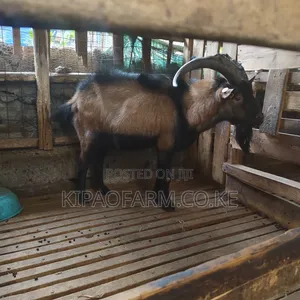 Dairy Goats