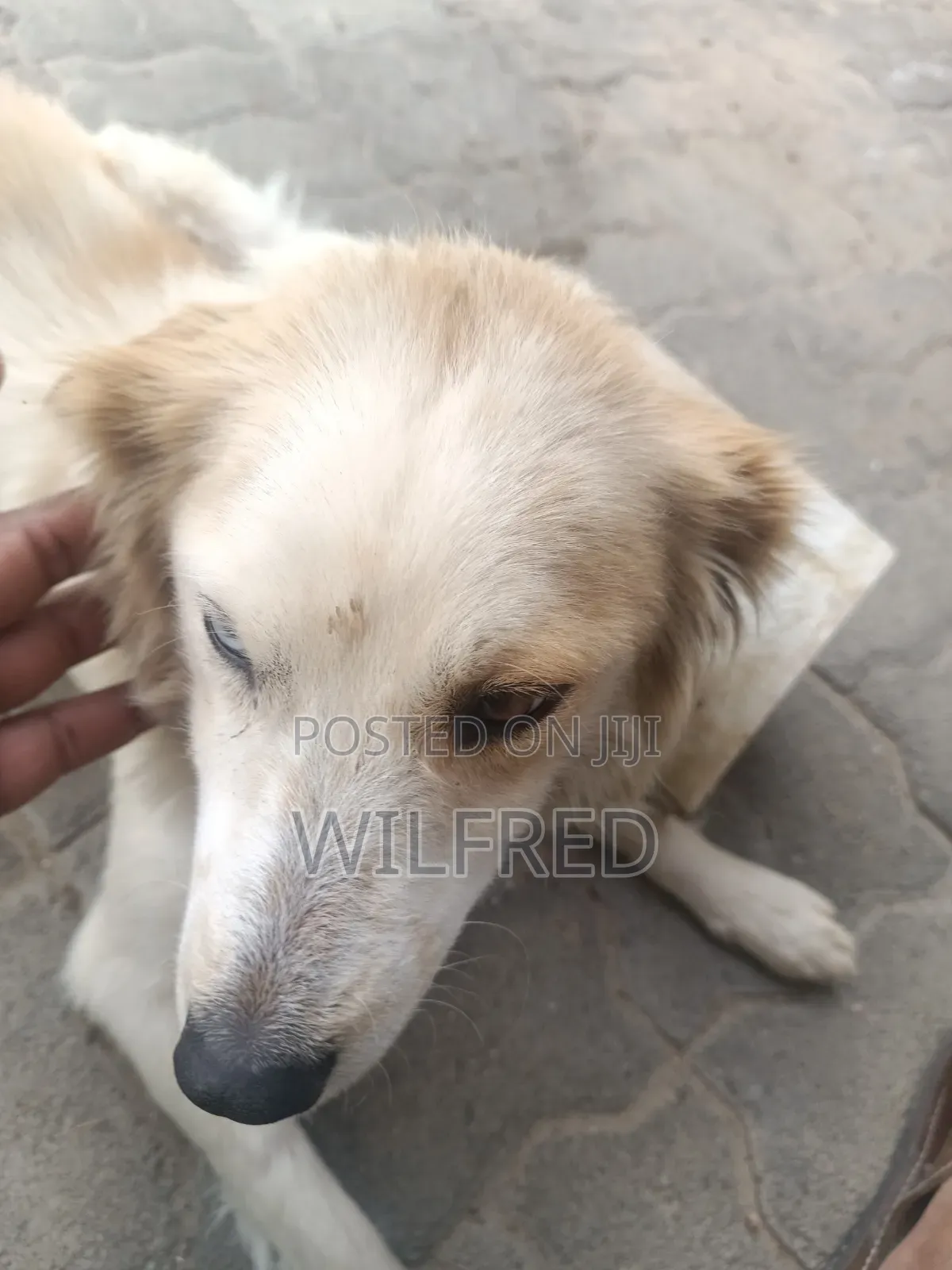 6-12 months Female Mixed Breed Finnish Spitz