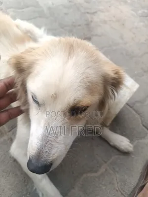 6-12 months Female Mixed Breed Finnish Spitz