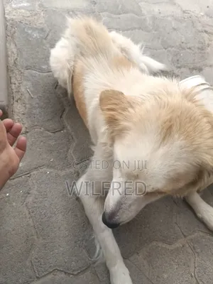 6-12 months Female Mixed Breed Finnish Spitz
