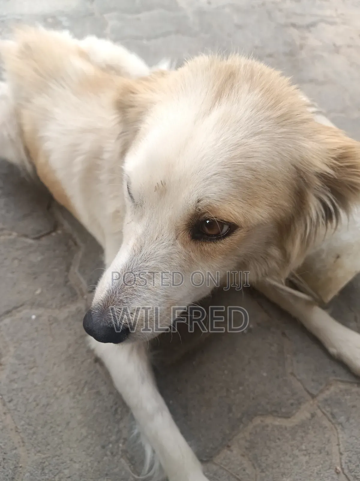 6-12 months Female Mixed Breed Finnish Spitz