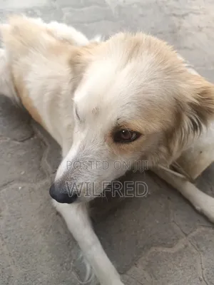 6-12 months Female Mixed Breed Finnish Spitz