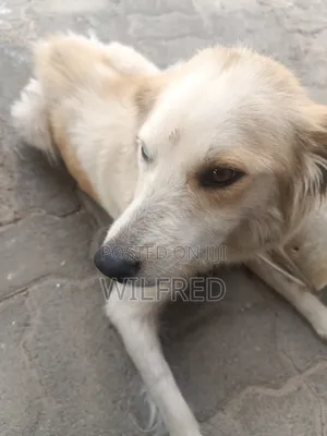 6-12 months Female Mixed Breed Finnish Spitz