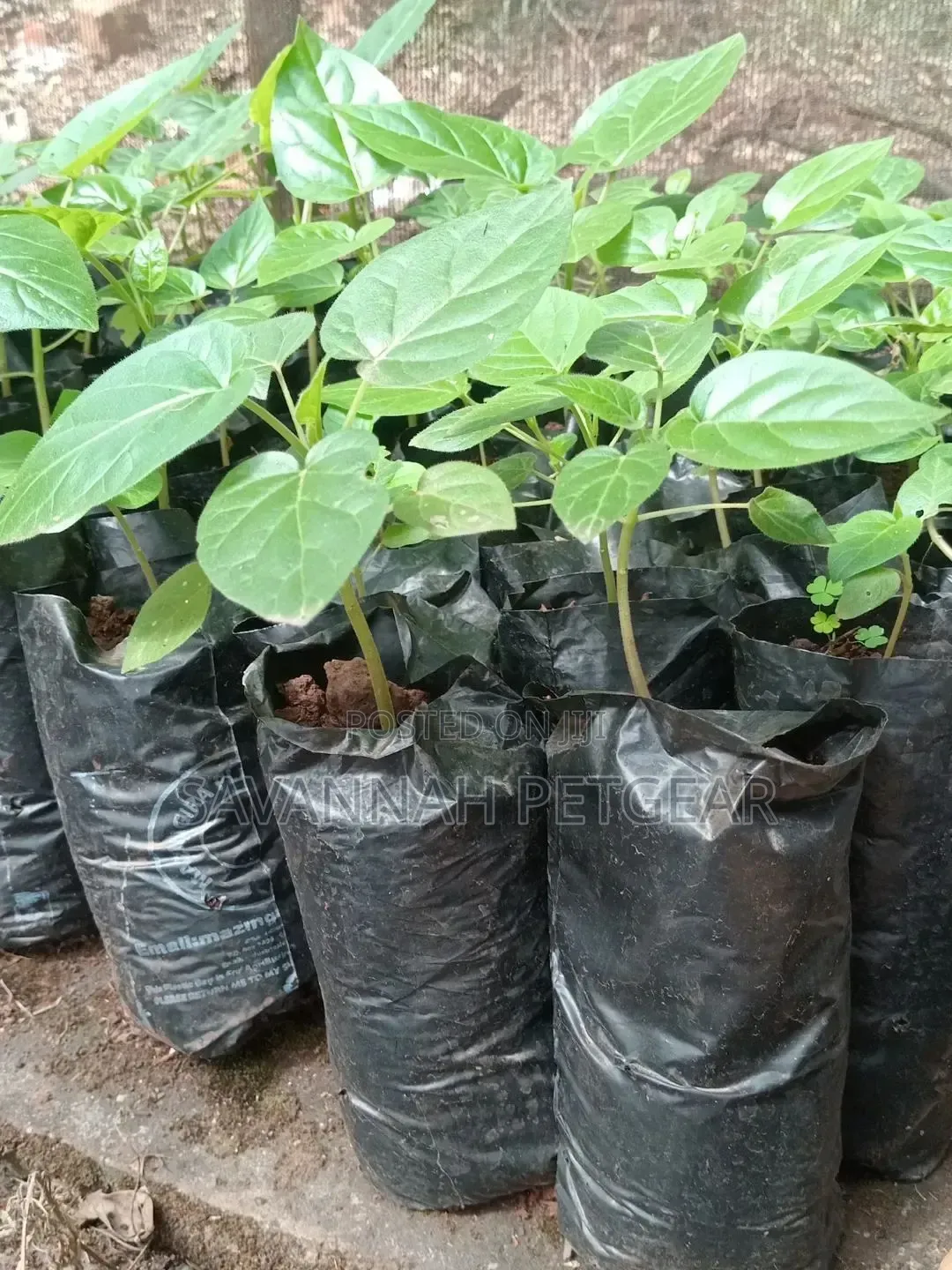 Tree Tomato Tamarillo Is Now Available - Per Seedling