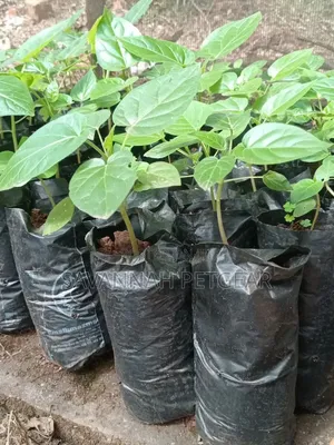 Tree Tomato Tamarillo Is Now Available - Per Seedling