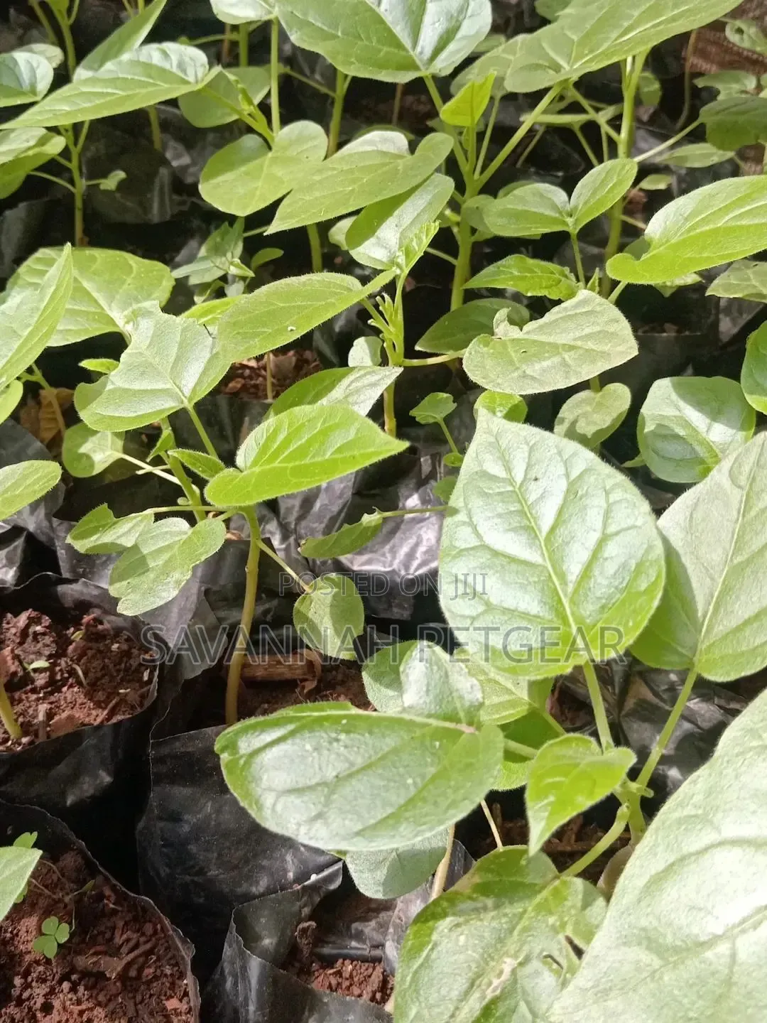 Tree Tomato Tamarillo Is Now Available - Per Seedling