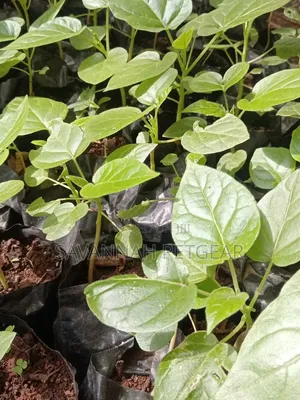 Tree Tomato Tamarillo Is Now Available - Per Seedling