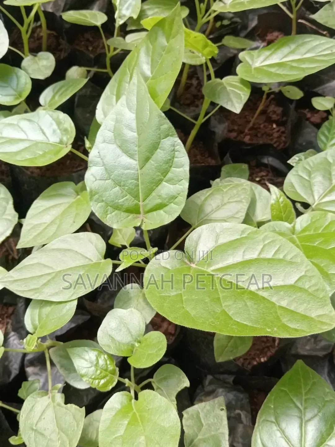 Tree Tomato Tamarillo Is Now Available - Per Seedling