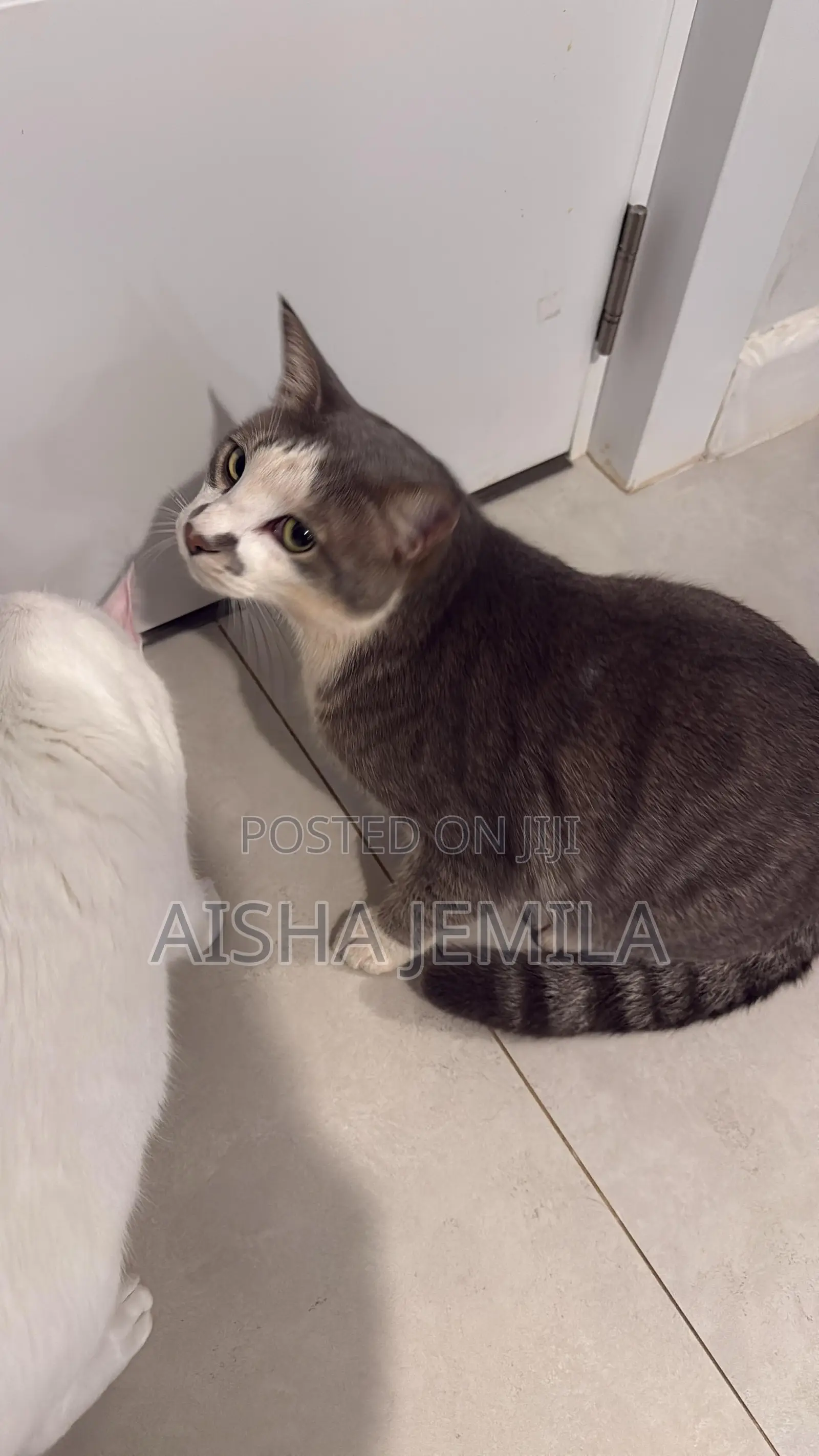 1+ year Male Mixed Breed Tabby