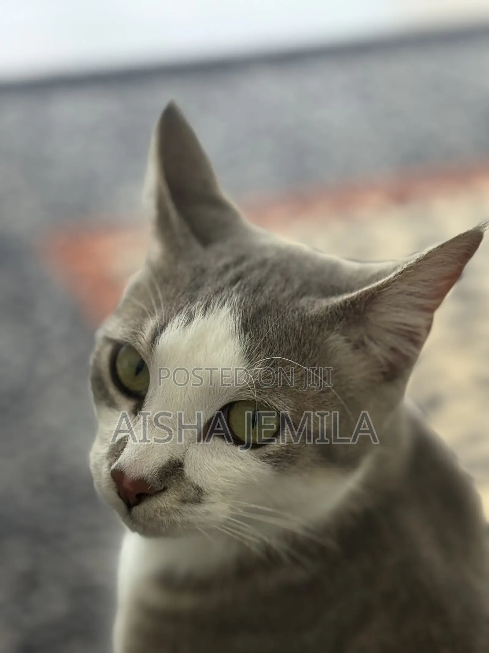 1+ year Male Mixed Breed Tabby
