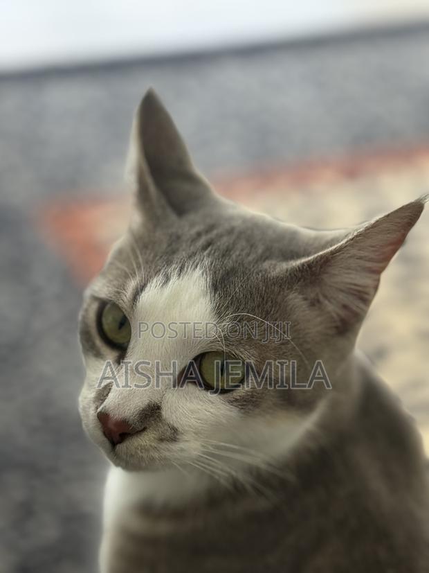 1+ year Male Mixed Breed Tabby - thumbnail 8