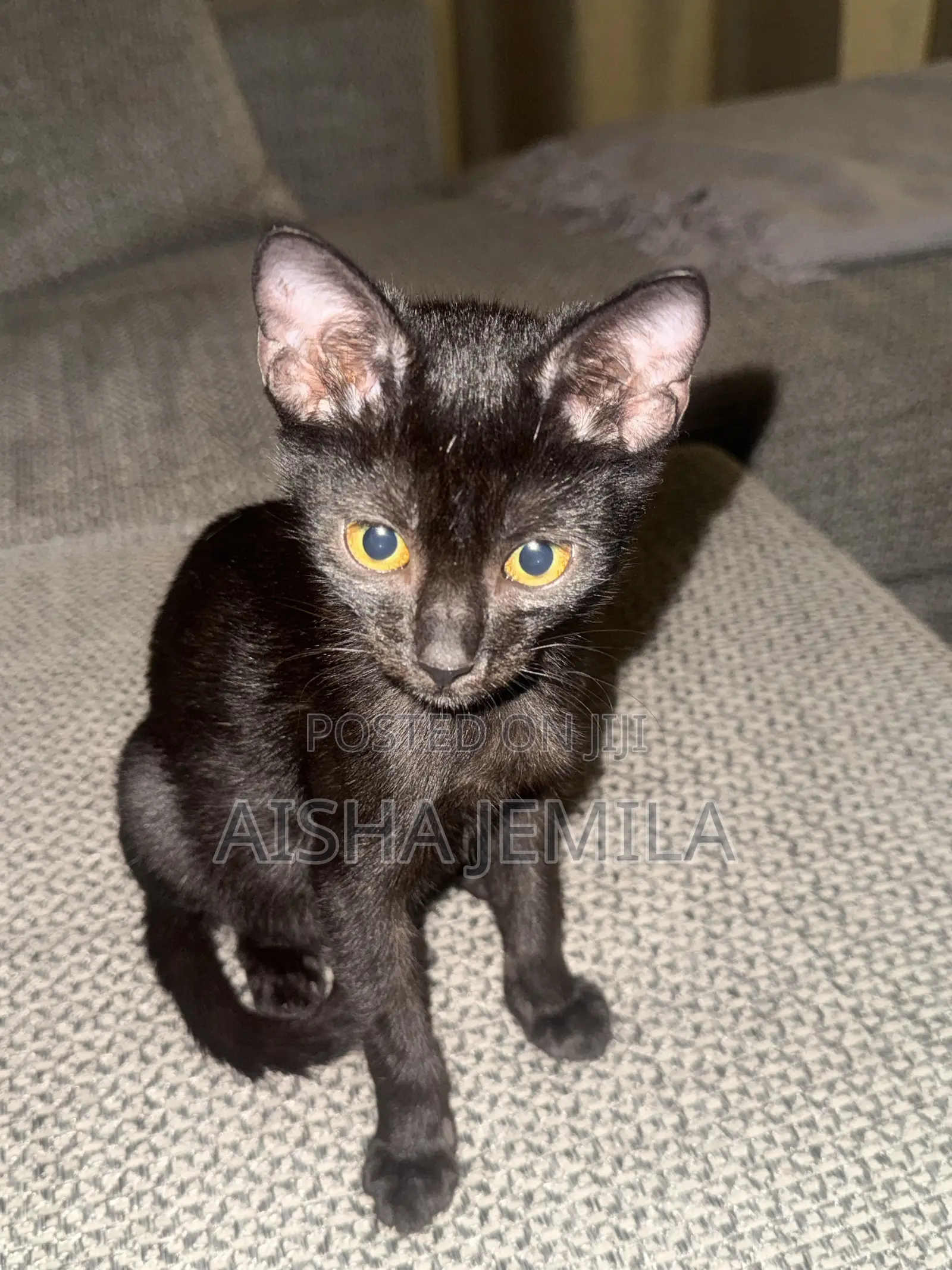 3-6 months Female Purebred Bombay