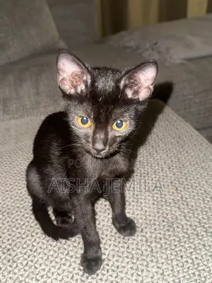 3-6 months Female Purebred Bombay