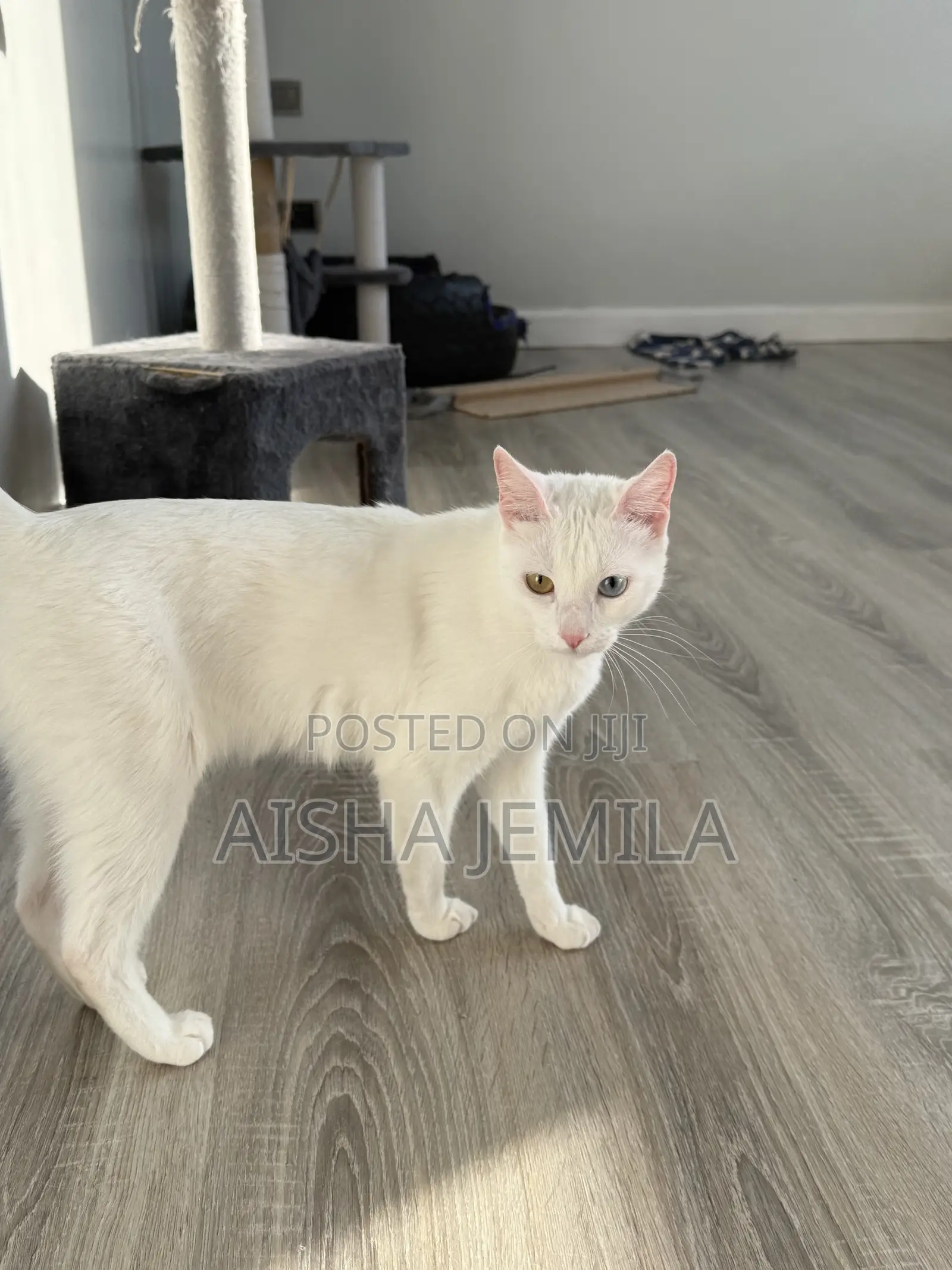 1+ year Female Purebred Turkish Angora