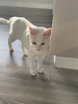1+ year Female Purebred Turkish Angora
