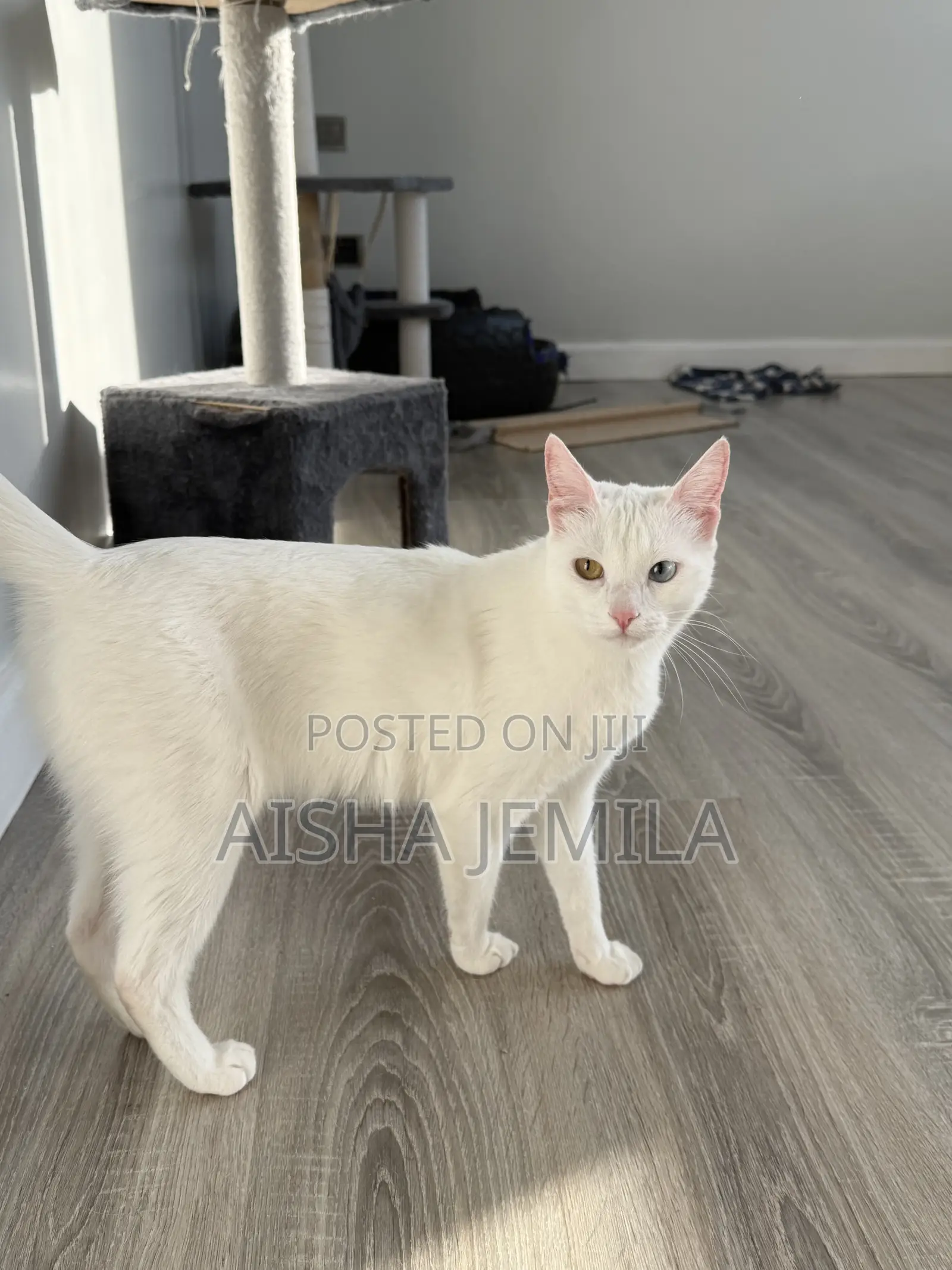 1+ year Female Purebred Turkish Angora