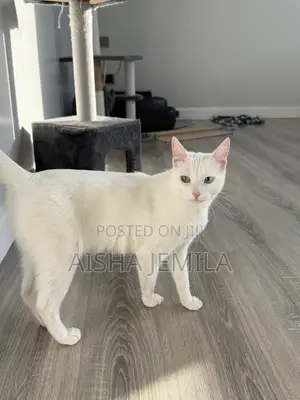 1+ year Female Purebred Turkish Angora