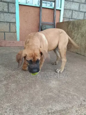 3-6 months Female Purebred Boerboel