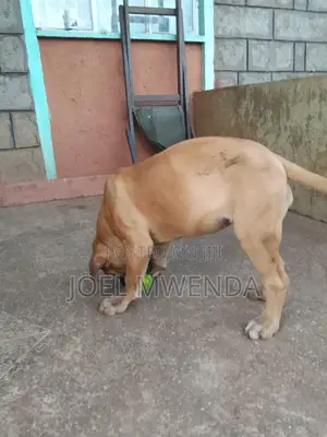 3-6 months Female Purebred Boerboel