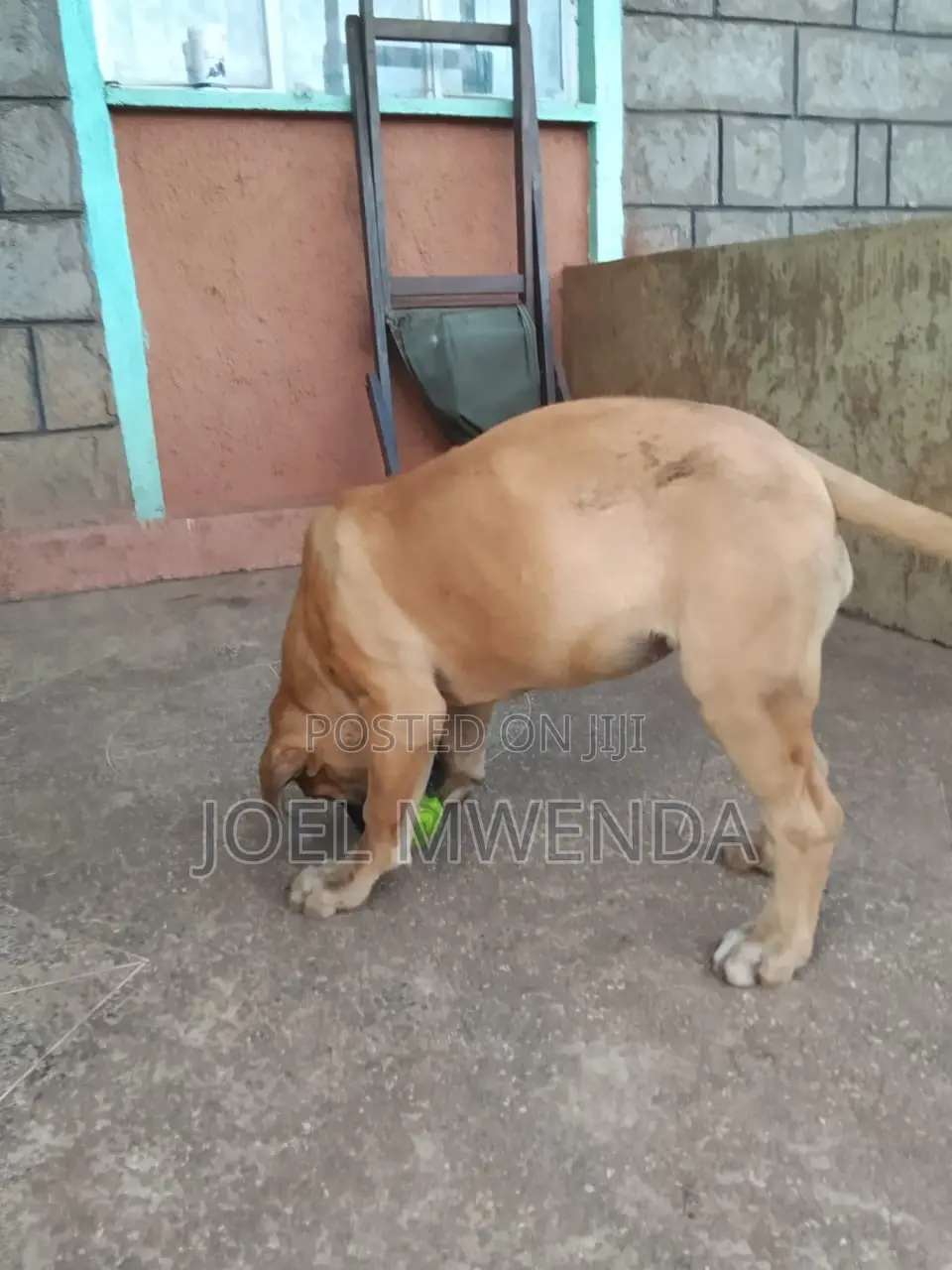 3-6 months Female Purebred Boerboel