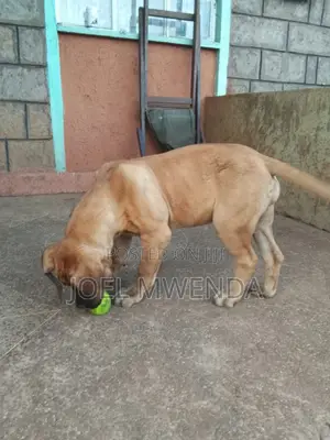 3-6 months Female Purebred Boerboel