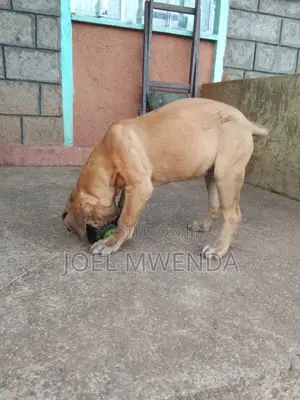 3-6 months Female Purebred Boerboel