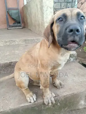 3-6 months Female Purebred Boerboel