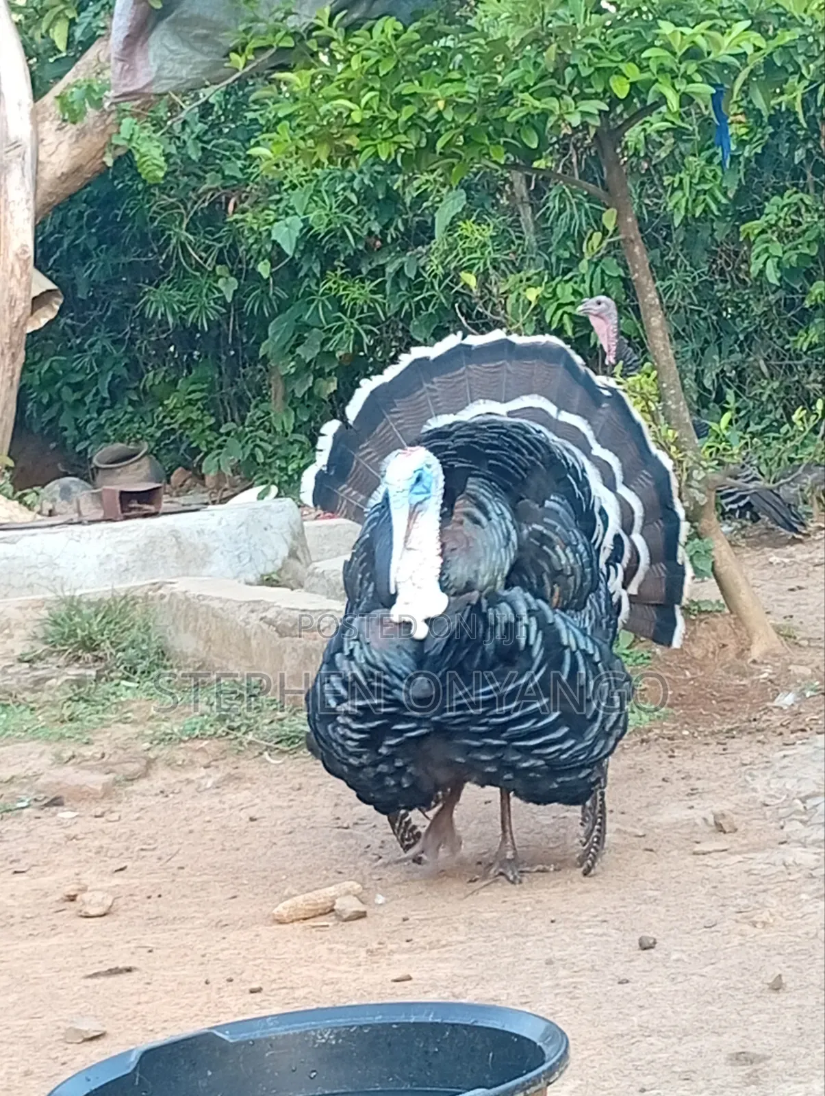 Narragansett Turkeys
