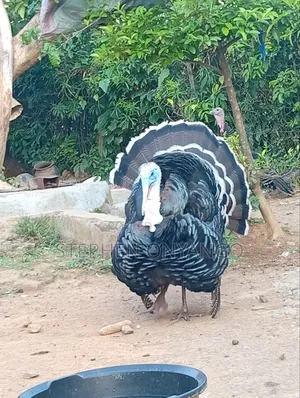 Narragansett Turkeys