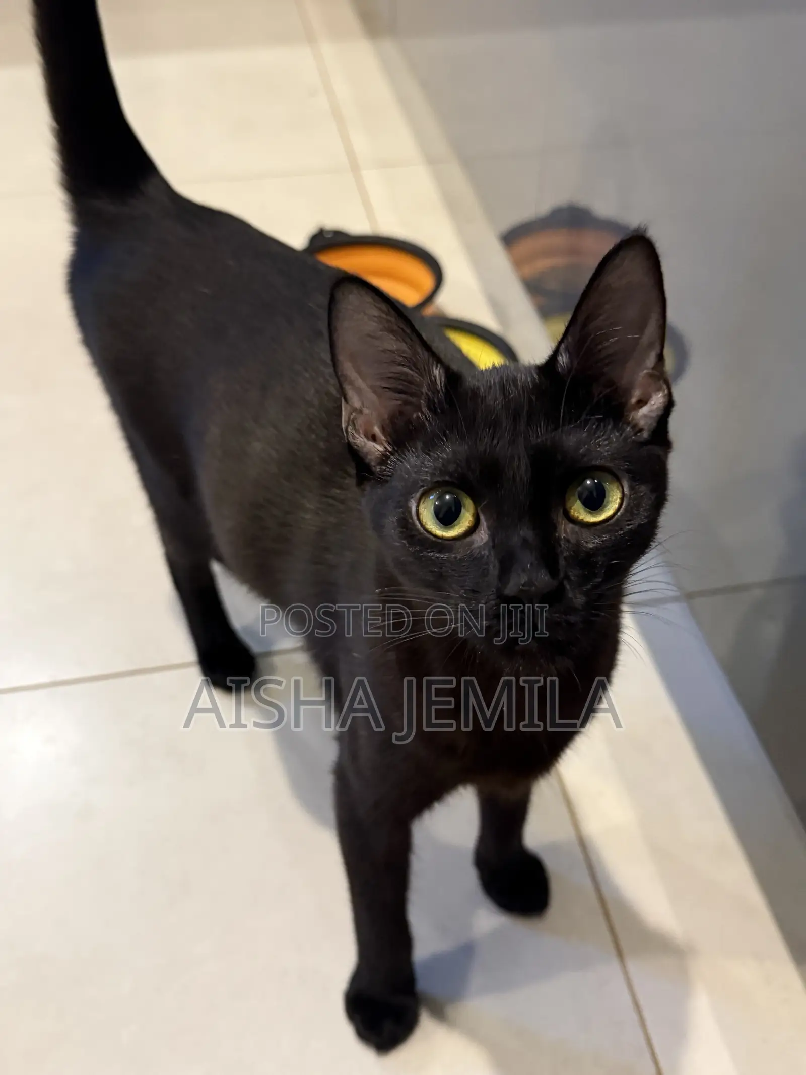 3-6 months Female Purebred Bombay