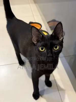 3-6 months Female Purebred Bombay