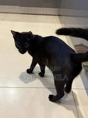 3-6 months Female Purebred Bombay