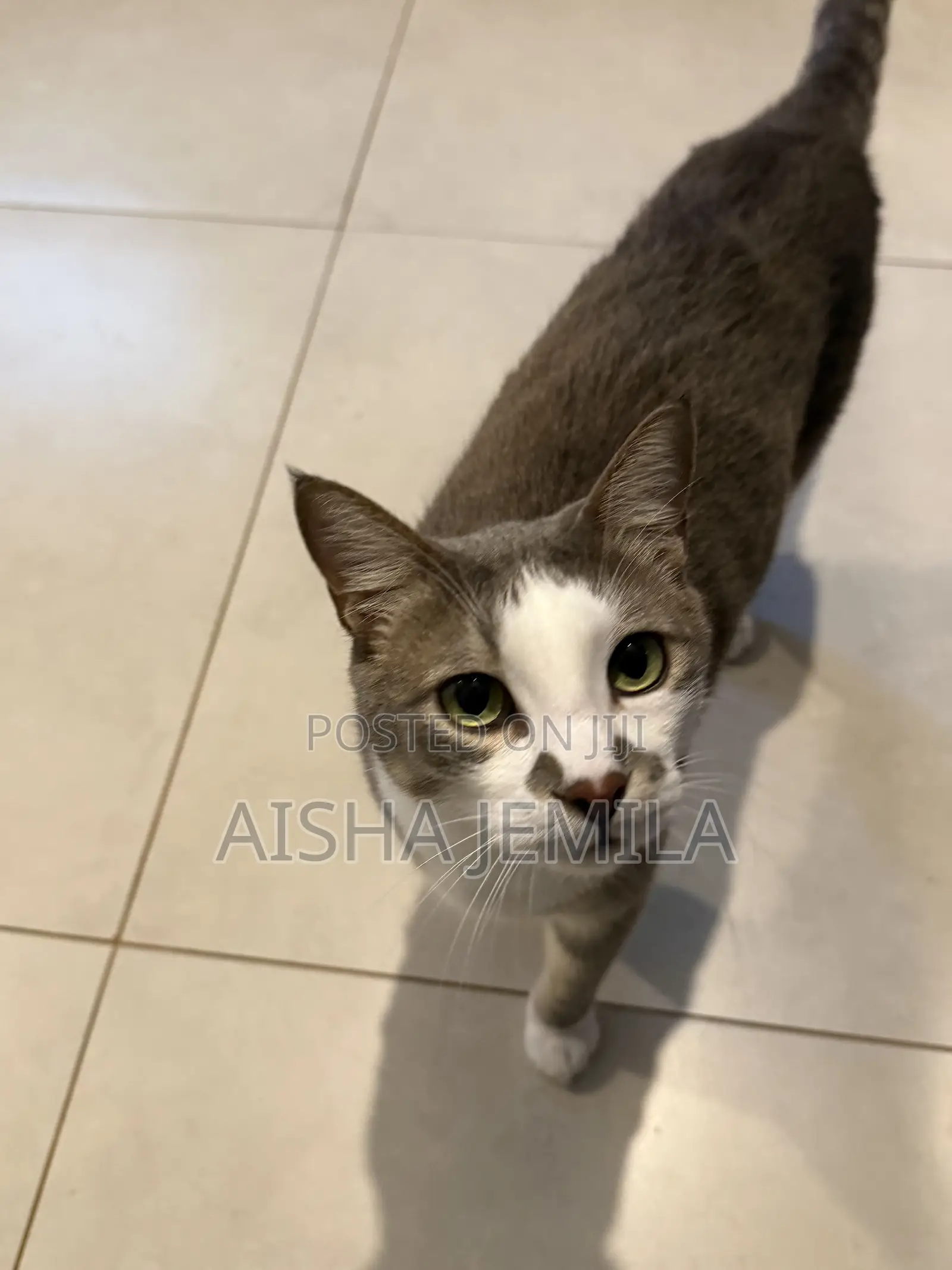 1+ year Male Mixed Breed Tabby