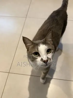 1+ year Male Mixed Breed Tabby
