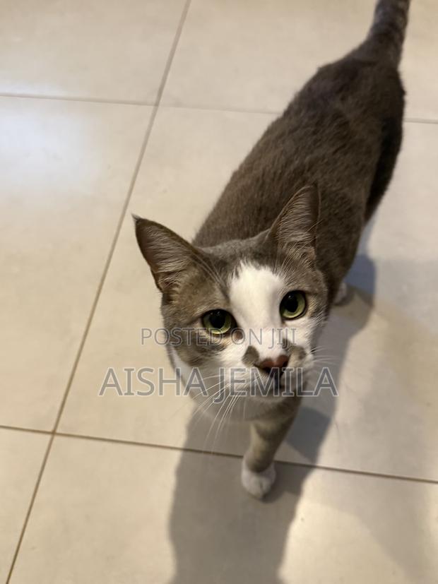 1+ year Male Mixed Breed Tabby - main view