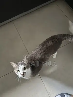 1+ year Male Mixed Breed Tabby